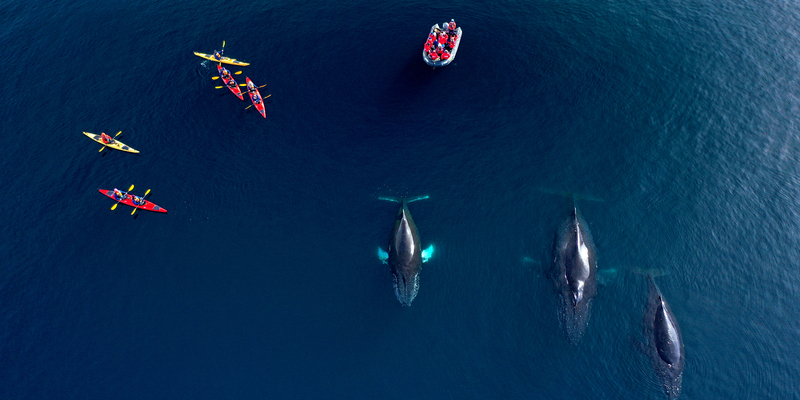 Orcas.jpg